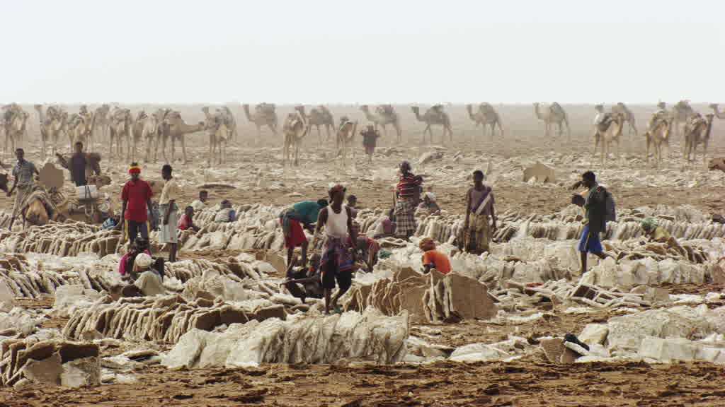 Camel Caravan and Traditional Salt Harvesting on Lake Assal