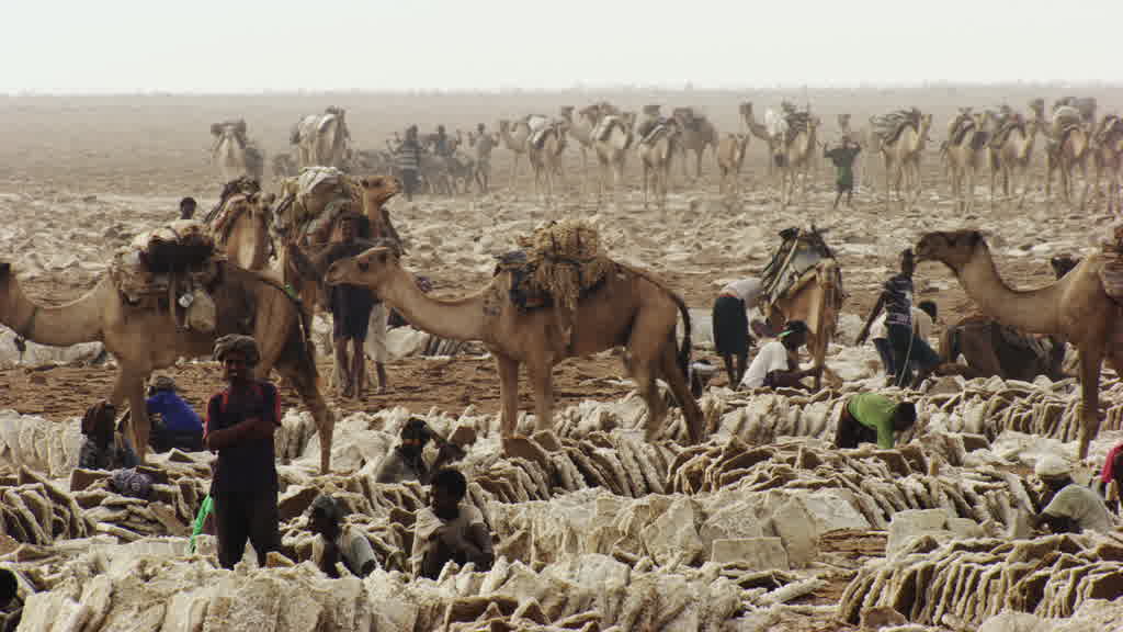 Caravan of Dromedaries and Traditional Salt Harvesting on Lake Assal