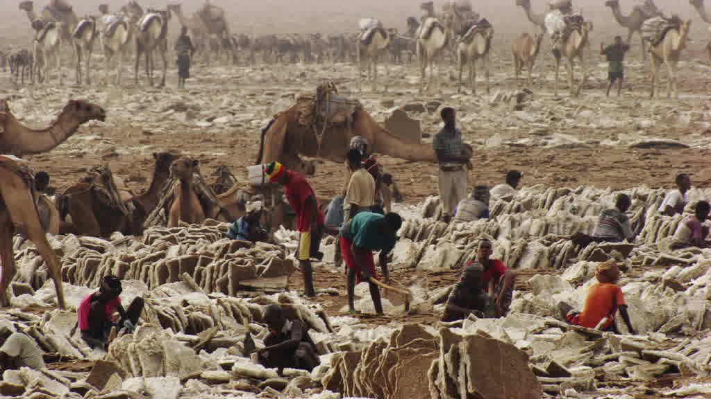 Caravan of dromedaries and traditional salt mining on Lake Assal