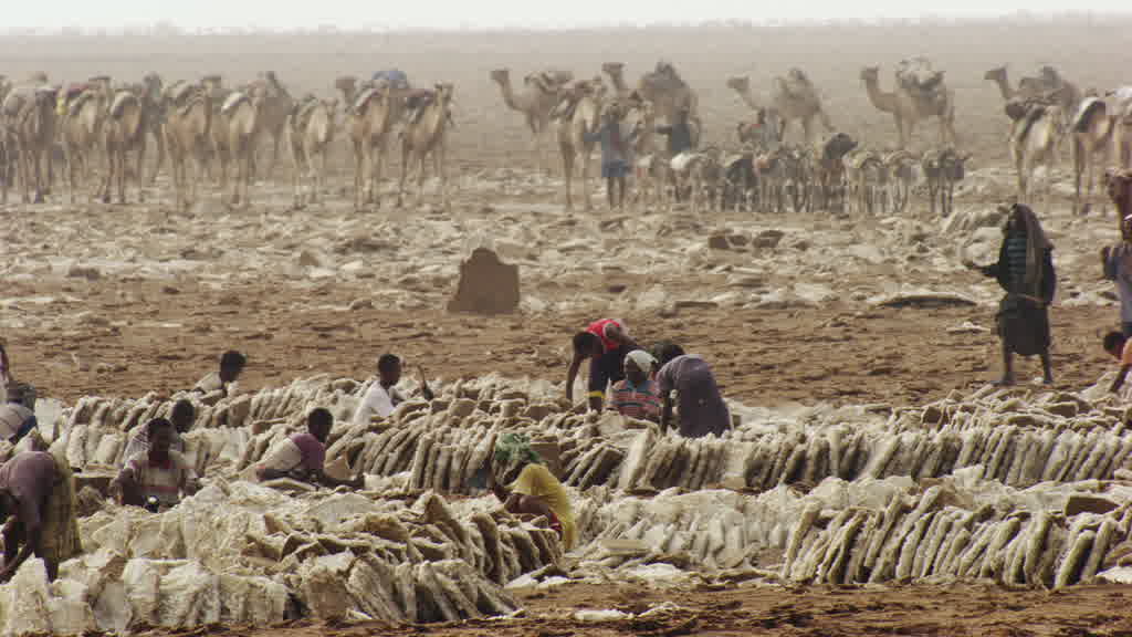 Camel caravan and traditional salt extraction at Lake Assal