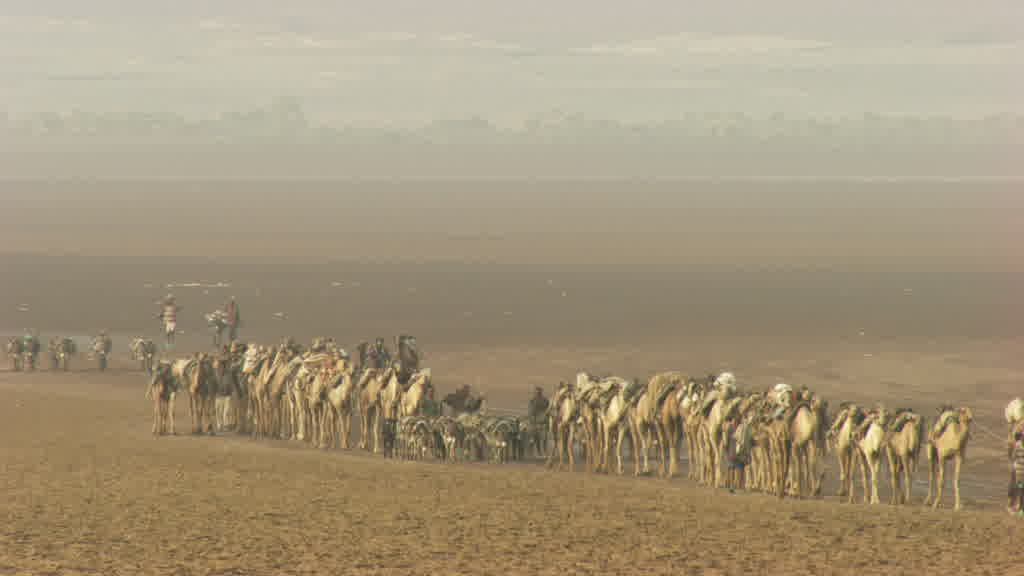 Camel caravan and traditional salt mining on Lake Assal