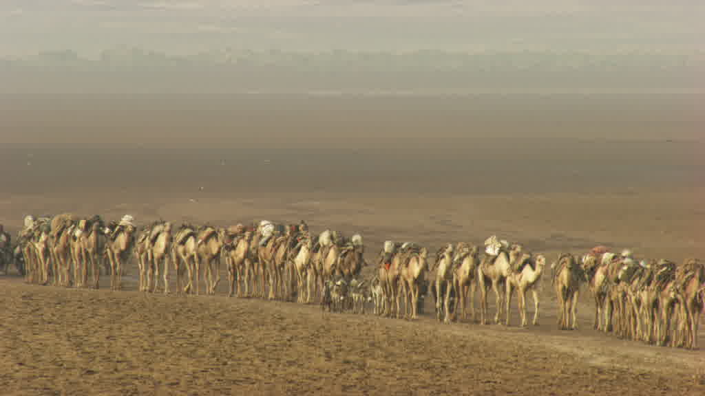 Camel Caravan and Traditional Salt Harvesting on Lake Assal