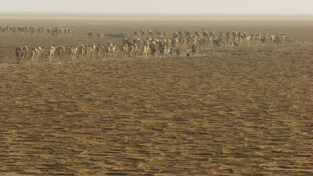 Camel caravan and traditional salt mining on Lake Assal