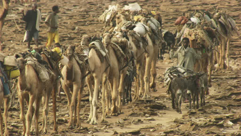 Caravan of Camels and Traditional Salt Extraction on Lake Assal
