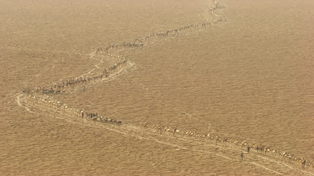 Caravan of dromedaries and traditional salt extraction on Lake Assal