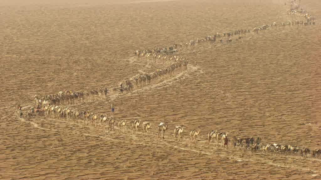 Caravan of Dromedaries and Traditional Salt Extraction on Lake Assal