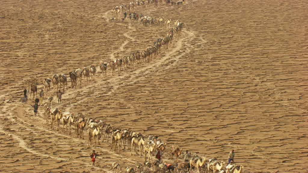 Caravan of dromedaries and traditional salt harvesting on Lake Assal
