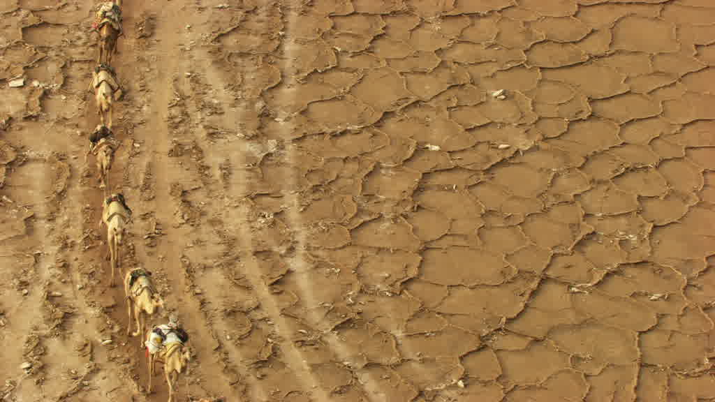 Caravan of Dromedaries and Traditional Salt Extraction on Lake Assal