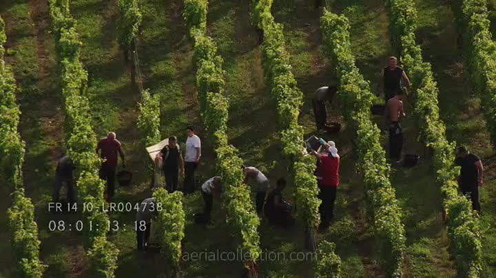 Harvest in Loire vineyards close to Saumur