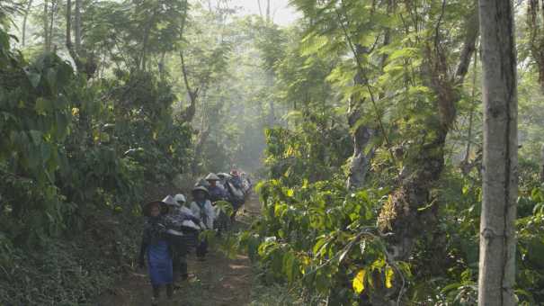 Ramasseuses de café dans une plantation traditionnelle