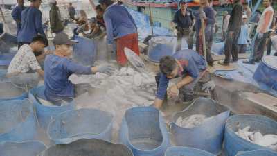 Déchargement de poisson sur la côte nord de Java