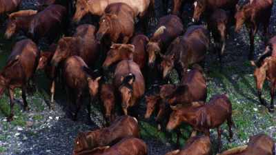 Herds of wild horses in the steppe