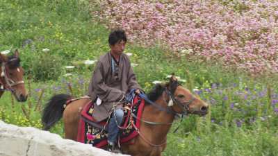 Paysages du Mustang