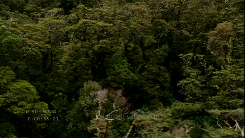 New Zealand landscapes