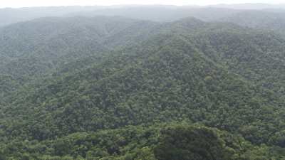 Tropical rain forest