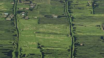 Fields and Marshes in the Mist