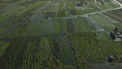 Fields and Marshes