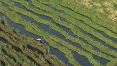 Boat in the Marshlands